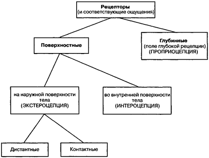 Классификационная схема рецепторов, разработанная Ч. Шеррингтоном.